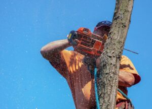 man in orange and black helmet riding on brown tree branch under blue sky during daytime