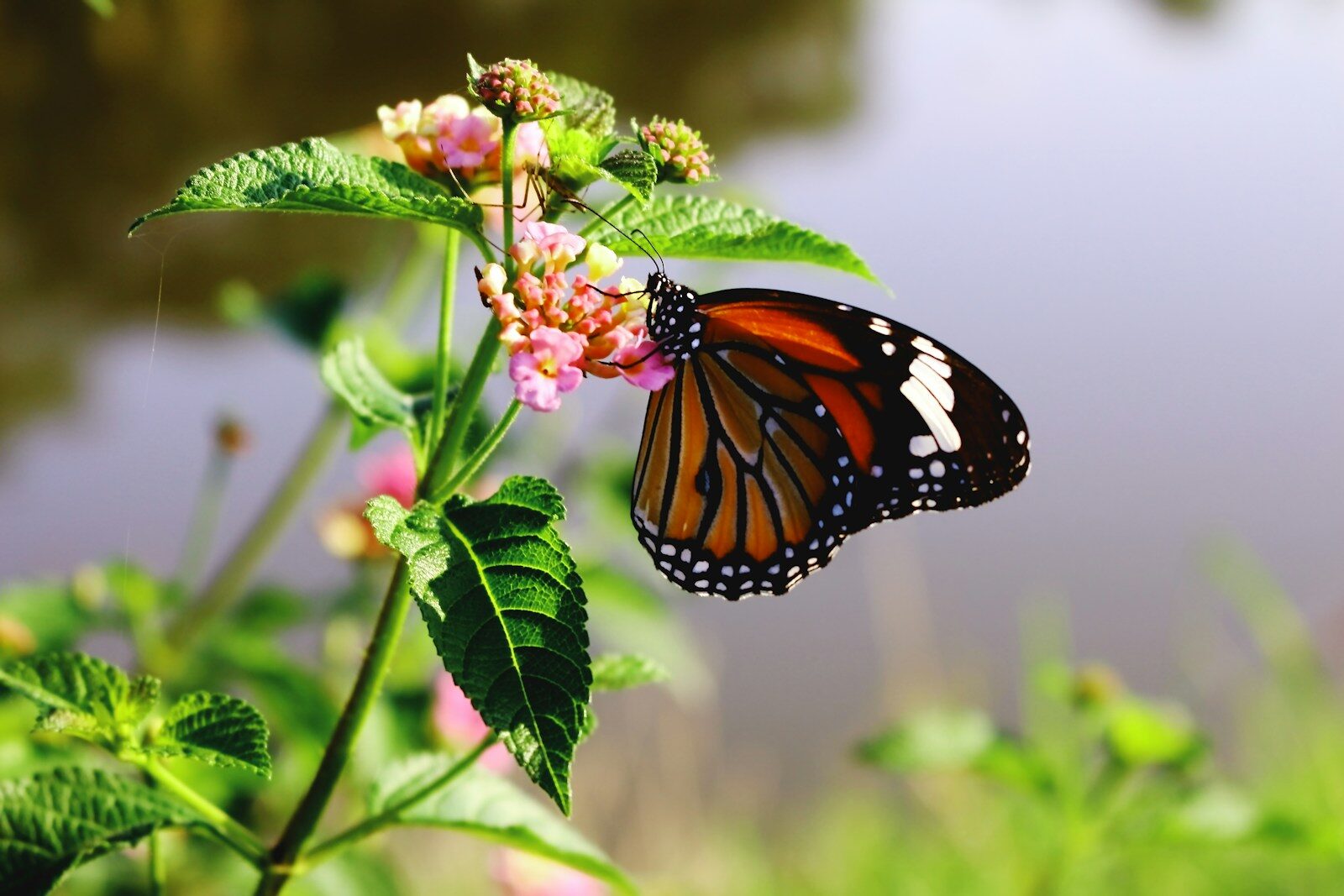 Introducing biodiversity net gain ceiling could trigger court dispute
